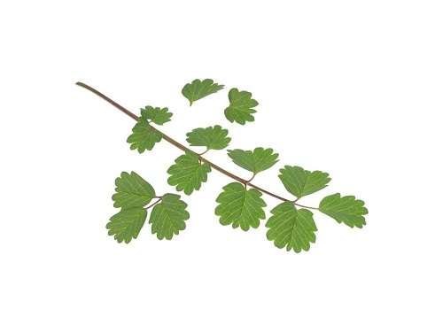 PIMPINELA sobre 50 g